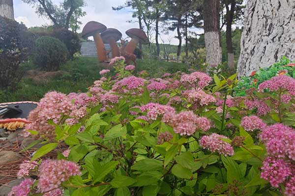 北京陵园端午粽香浓，寄托哀思，生命之花在绿意中绽放绚烂